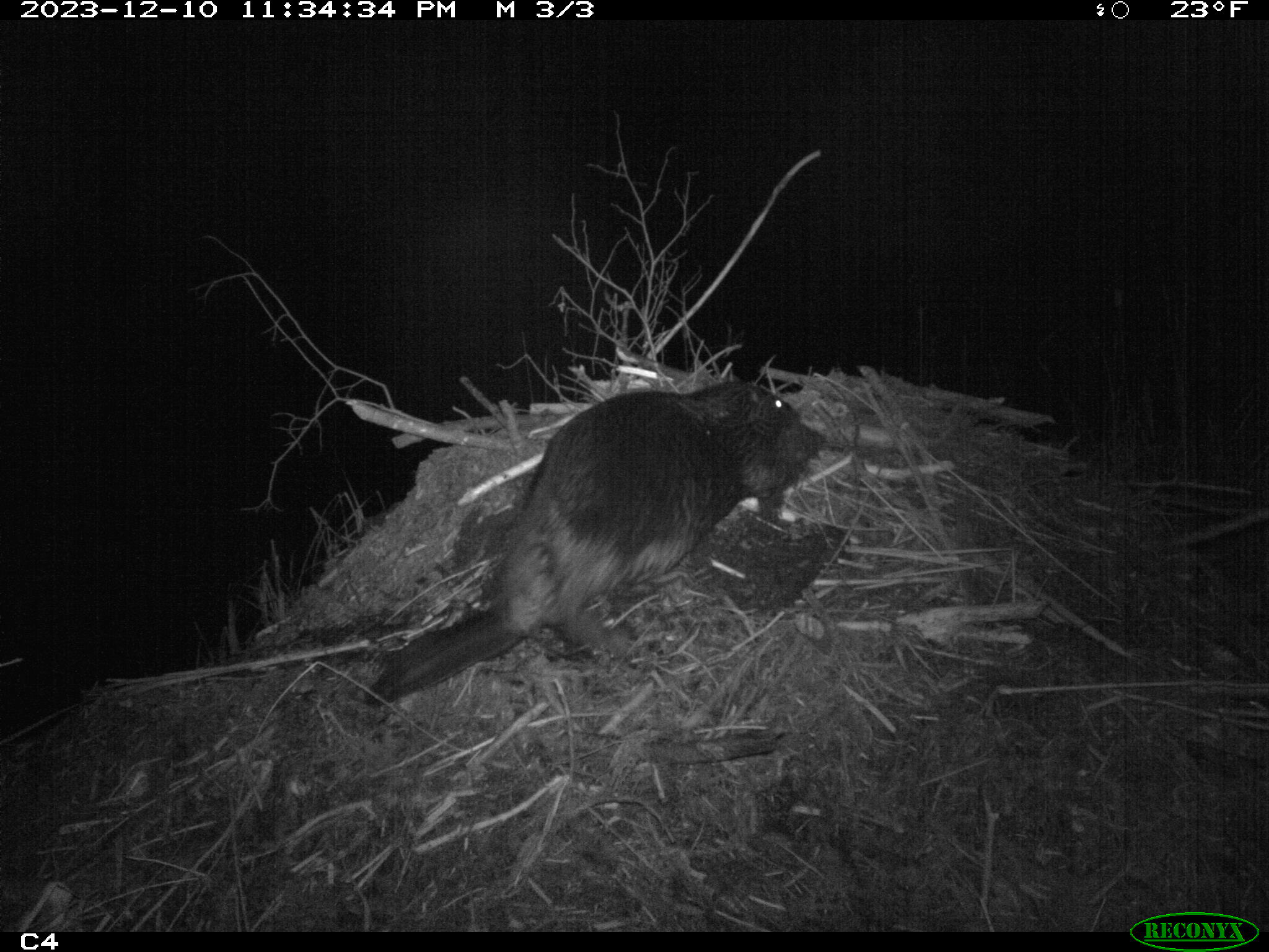 A beaver on a beaver dam at night